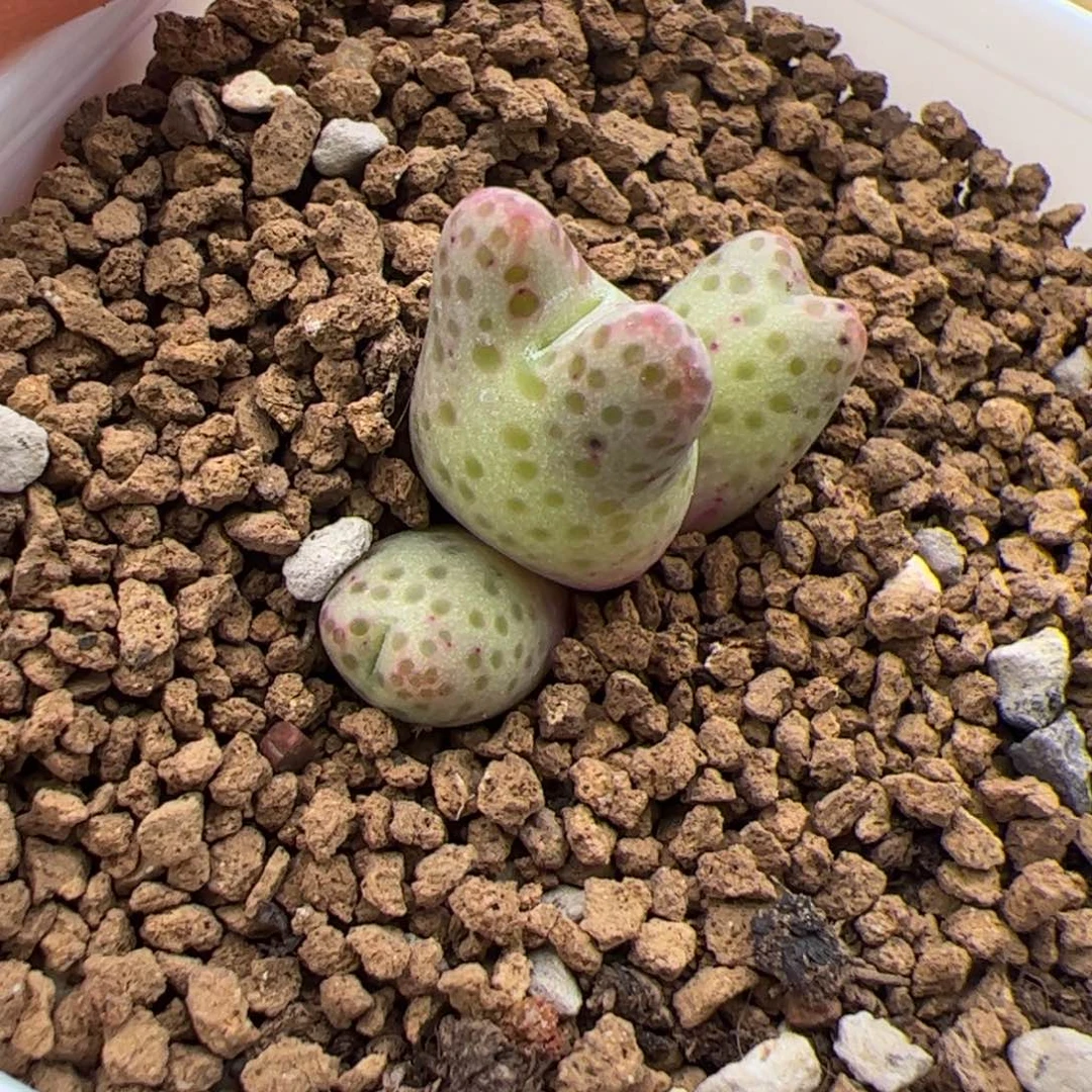 100号斑马3.7多肉