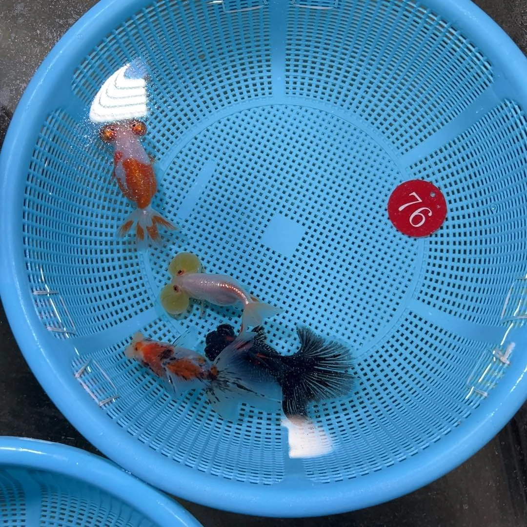 F***U金鱼凤球花的一条