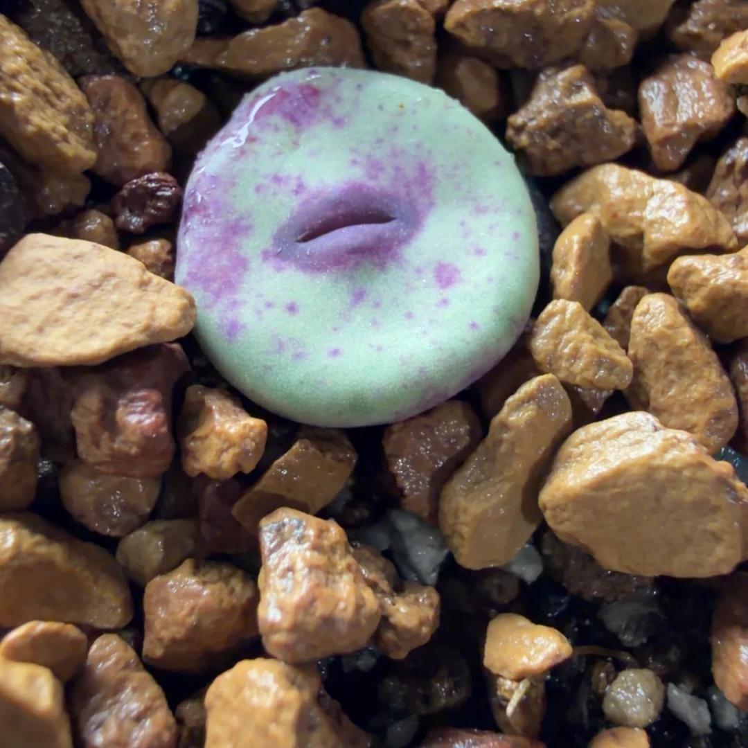 427精品嘴一颗536号