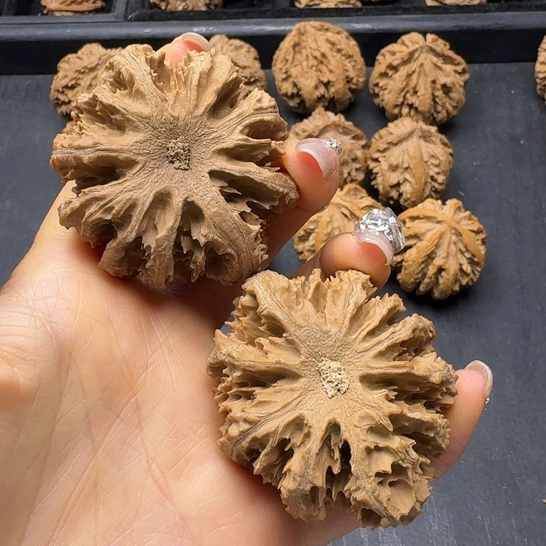 朕***子木质突突突突突突突