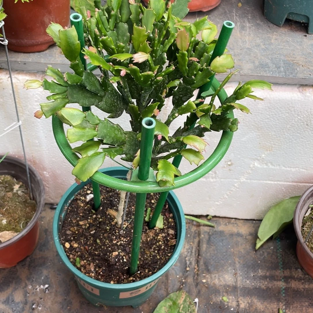 憨***头无花朵开播福利第一颗国旗红