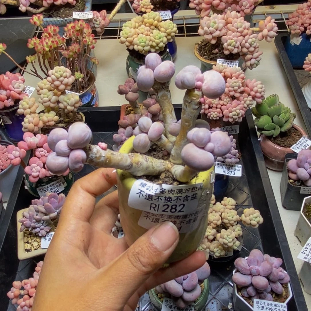 浅**语282芭比奶多肉7c m