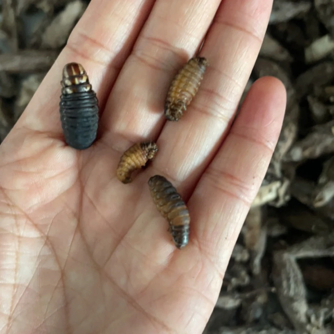 精品小黄虫，小皮虫，小黄虫，山东小黄虫