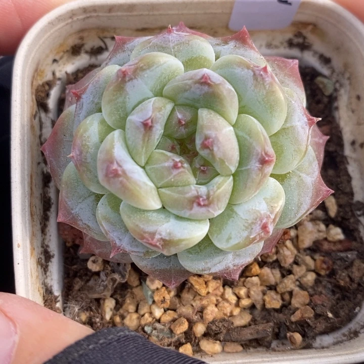 1204-551'冰魄多肉