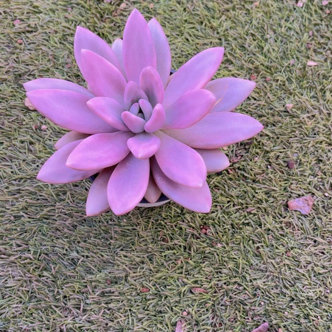 潇***肉桃花渊16公分99999999999