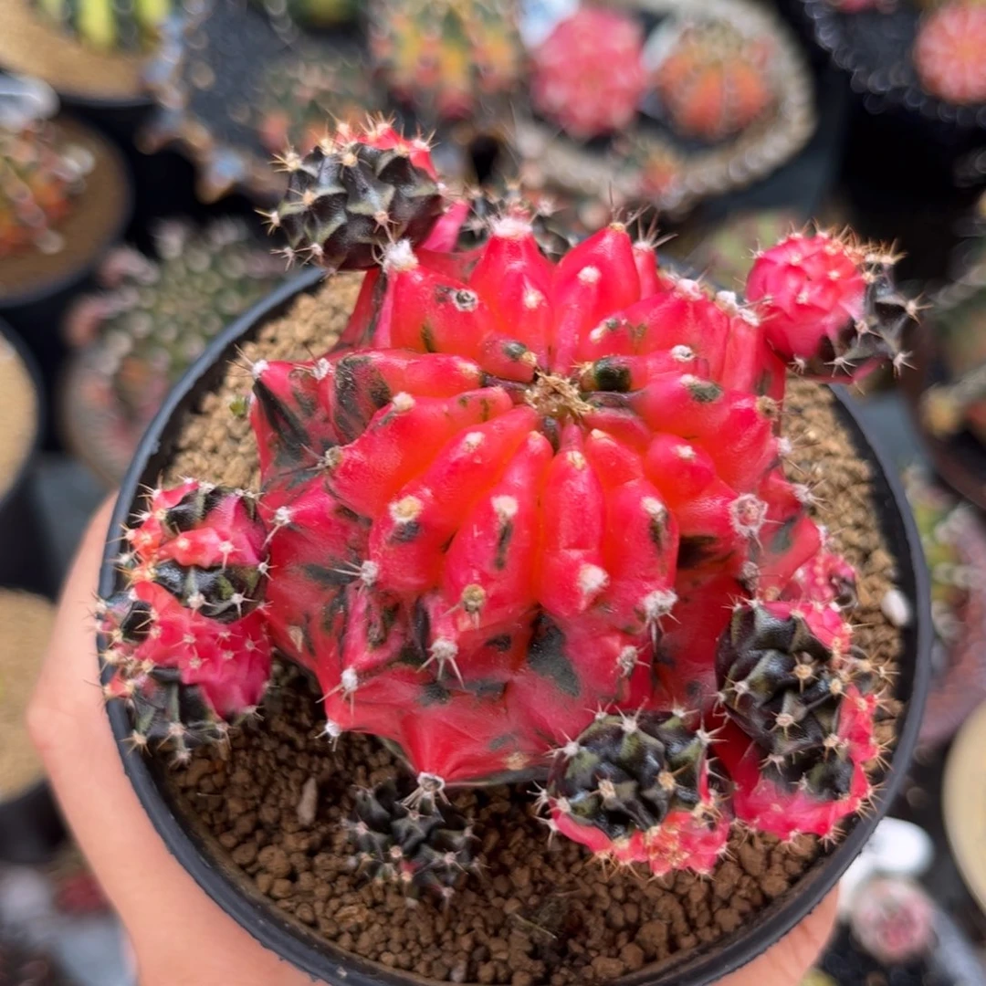 实生很可爱 米哈仙人球