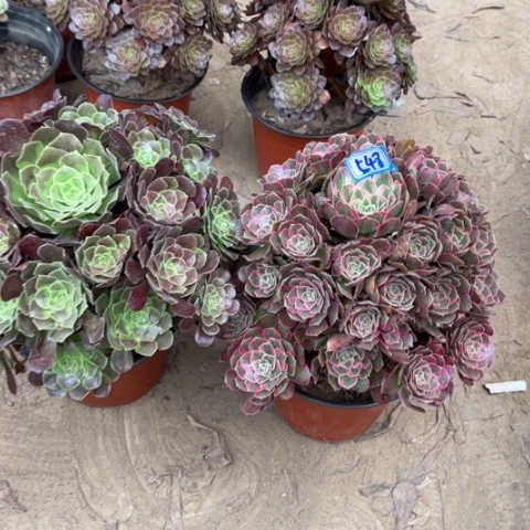 548多肉植物组合，