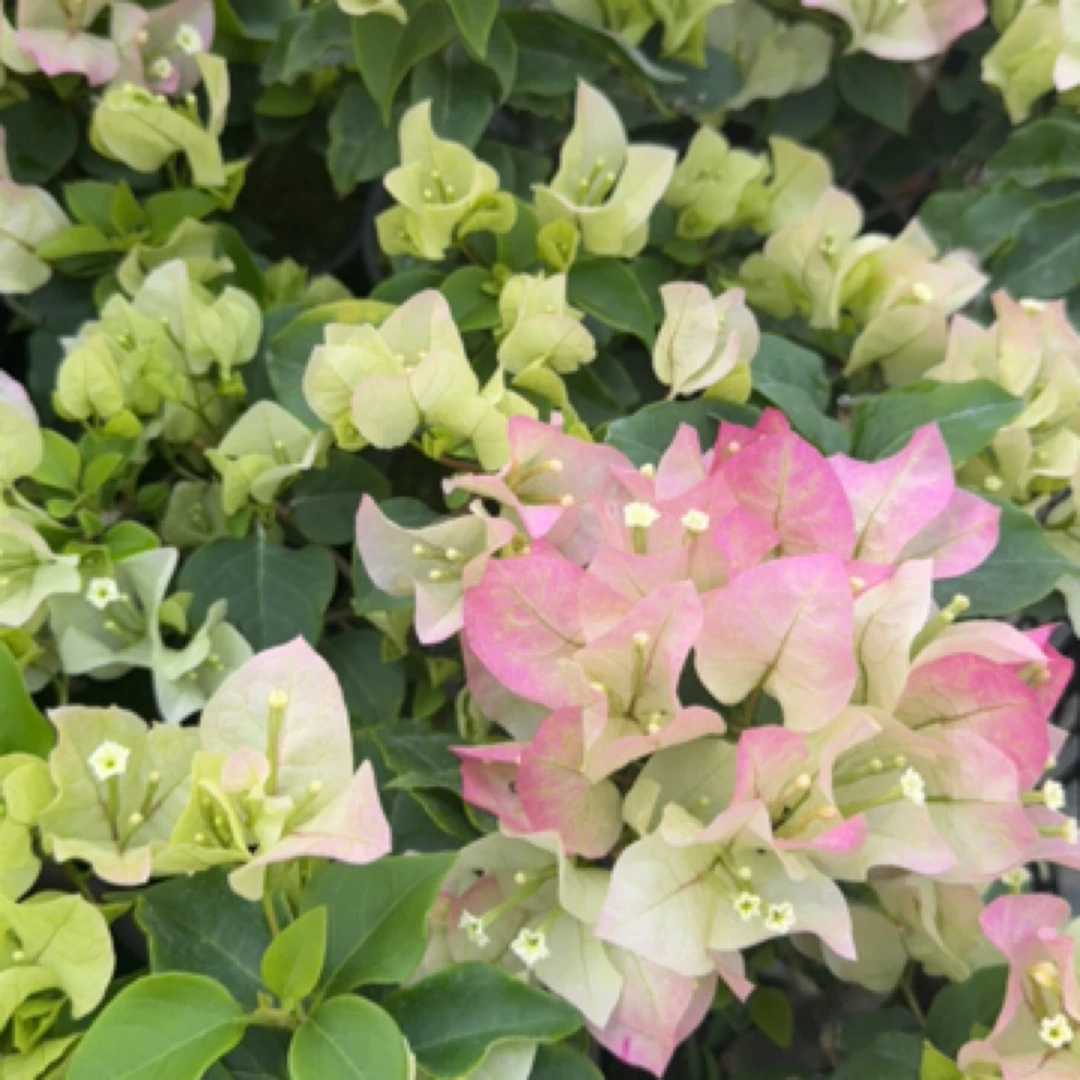 花屿厘【三角梅】花卉绿植盆栽