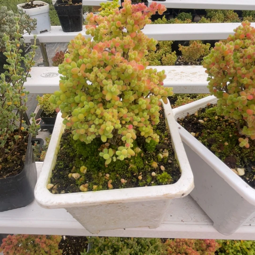 有**么蜜桔糖球。