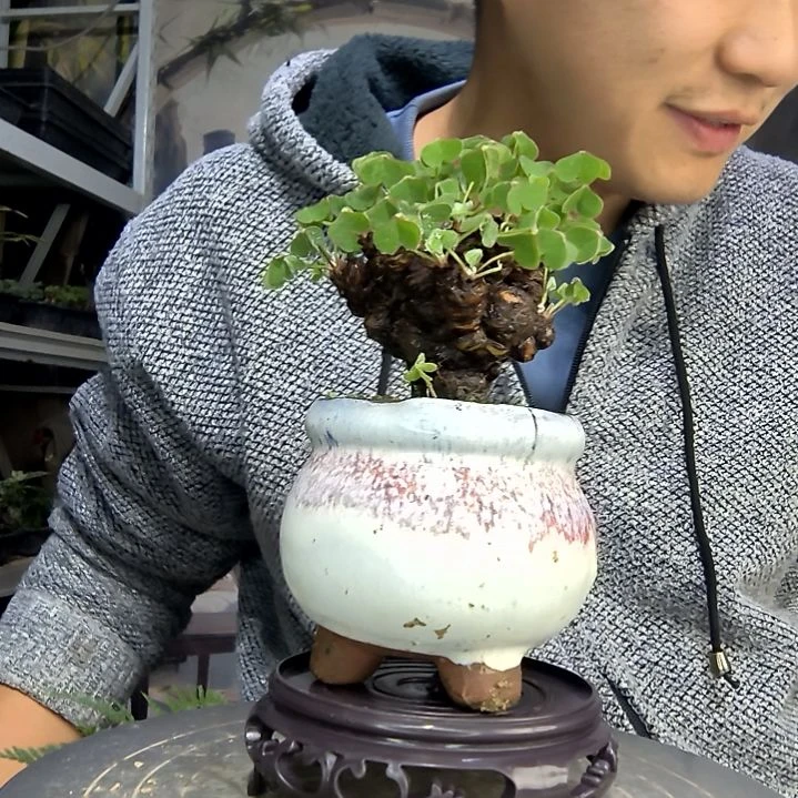 中青园艺一物一拍花145