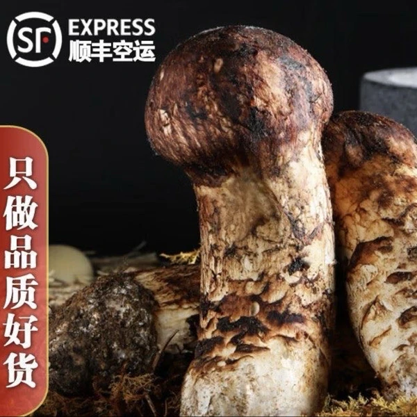 甘孜藏族自治州新鲜松茸高海拔【当天现采 顺丰空运】