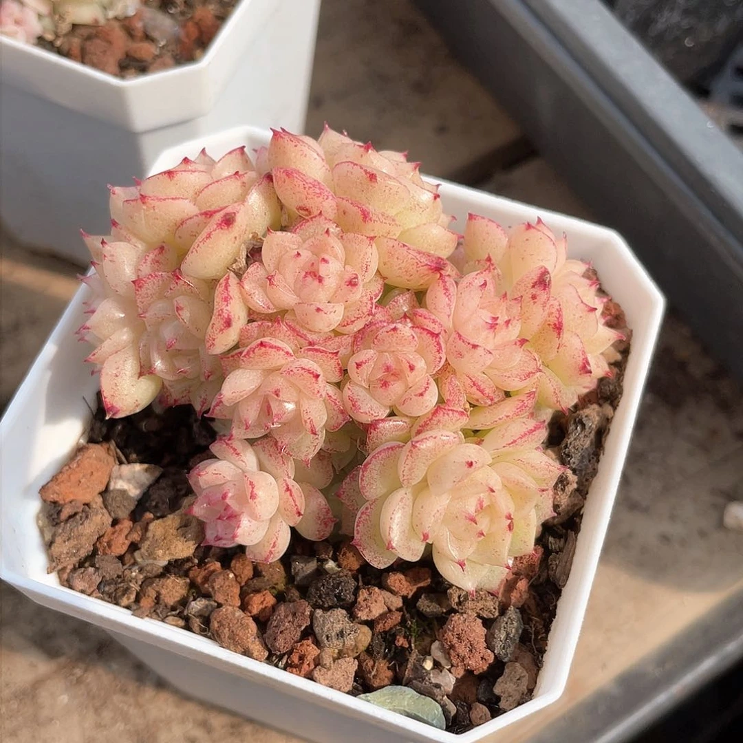 优选麦秆精品516