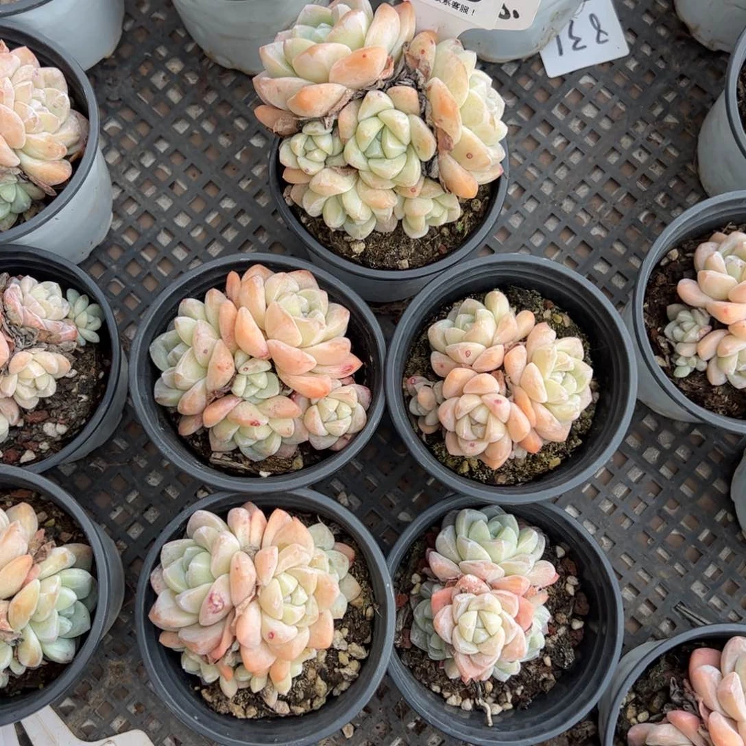 红陶用****0415号多肉植物