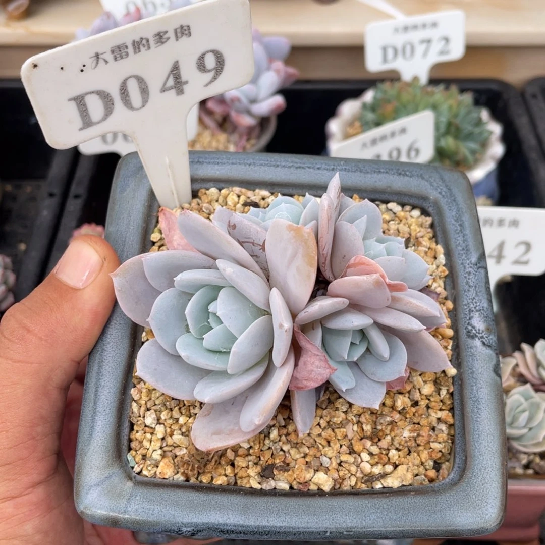 049白茶不带盆8厘米