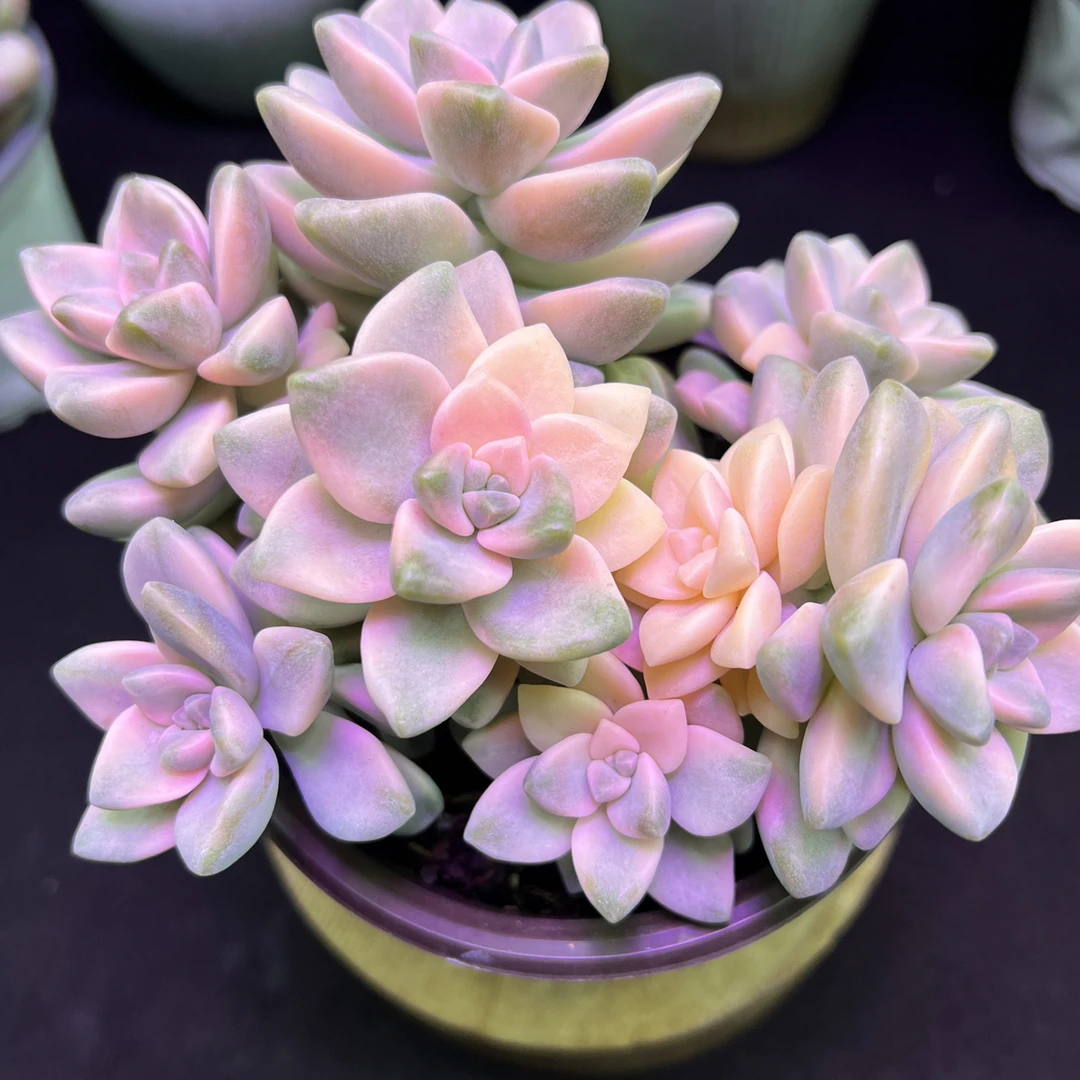 美杏锦（带塑料盆）多肉植物