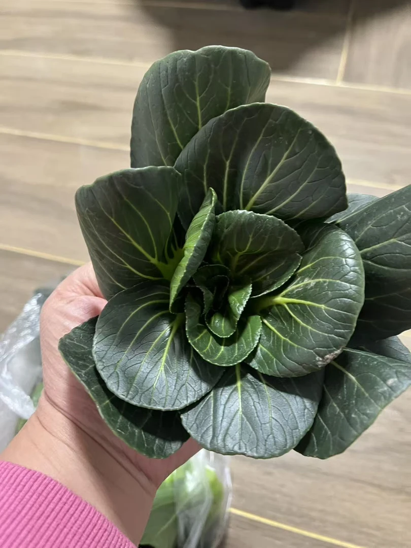 苏州本地现采现发新鲜矮脚青（500G)