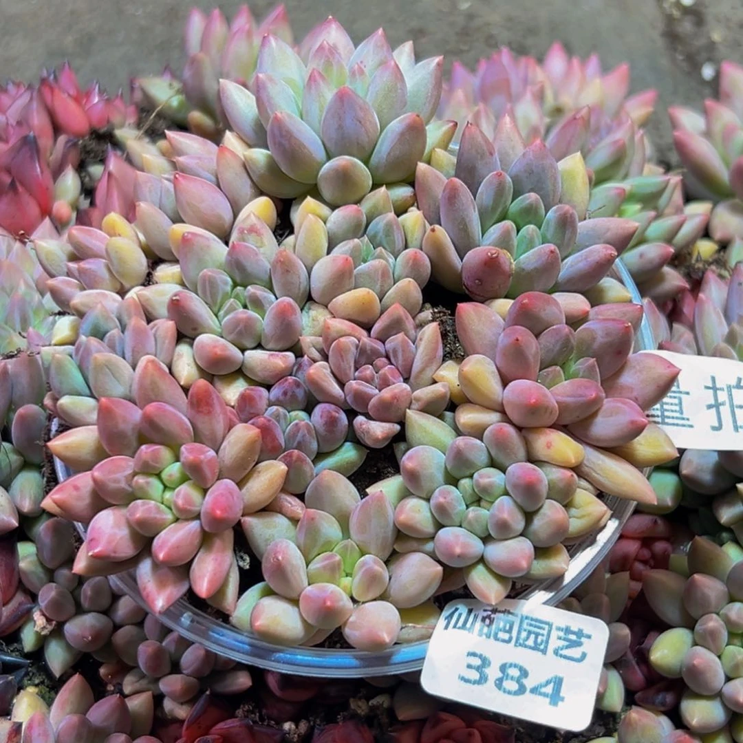 384多肉量拍一盒保底12颗