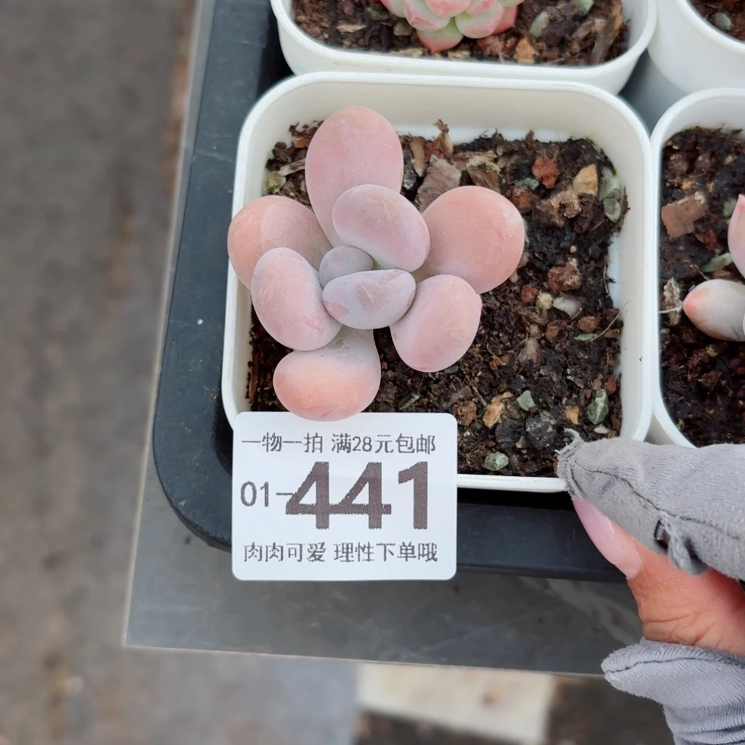 橙奶多肉无盆土发货