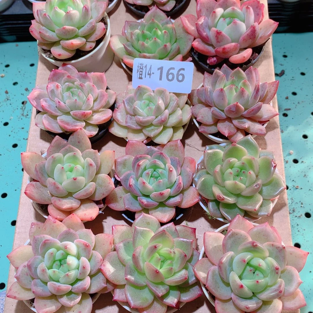 14-166一物一拍多肉带盆18颗