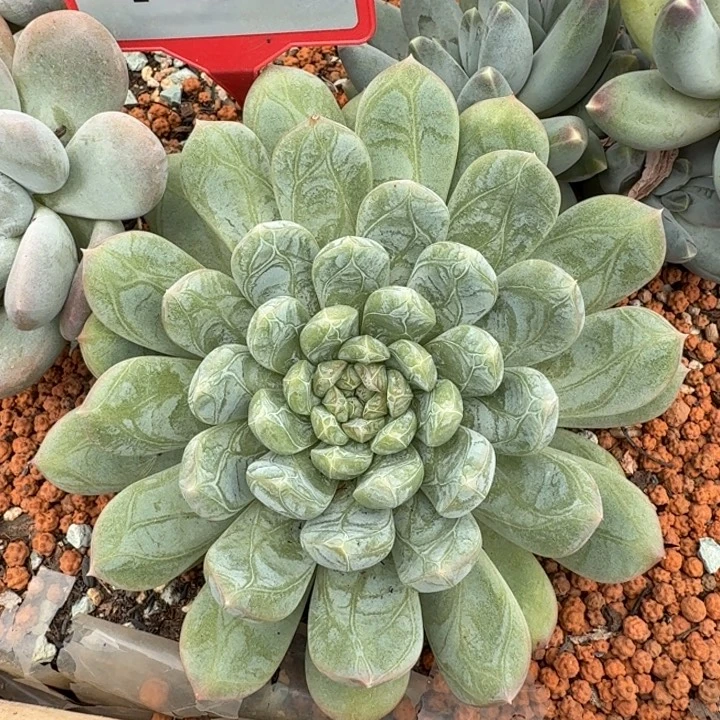 百搭翡翠一物一拍735