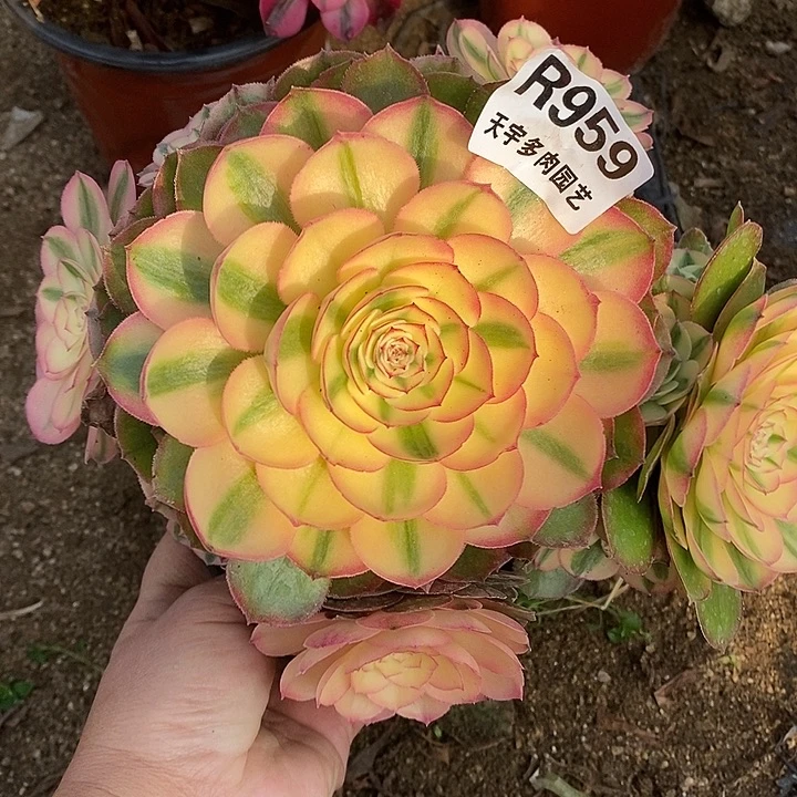 多肉植物荔枝959多肉