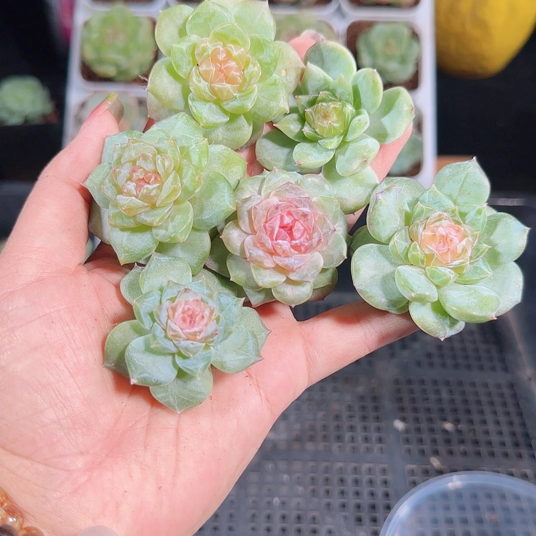 0926-132麦秆优选不包整