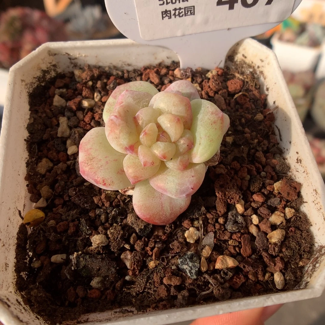 407彩色冰玉石化多肉植物