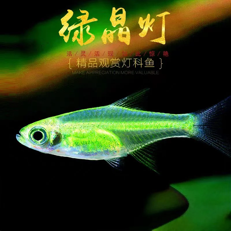 【老吴精选好物】绿晶灯 （三单发货）