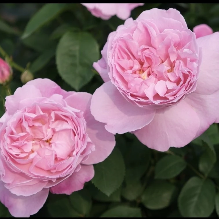 英国玛丽小胖1.5加仑成都露天月季独杆独颗扦插原盆原土盆发货