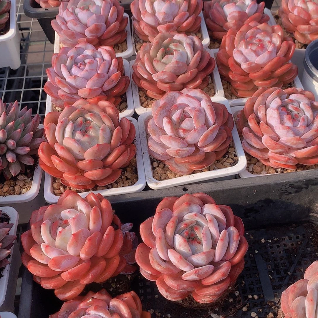 仙女橙35678999900000