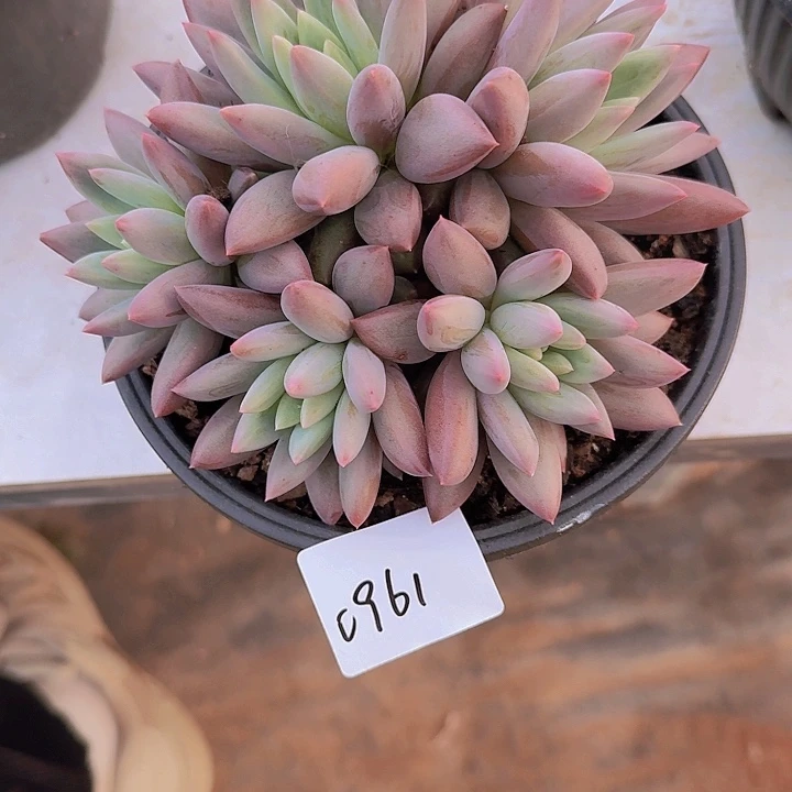 0961红蜻蜓杂多肉植物