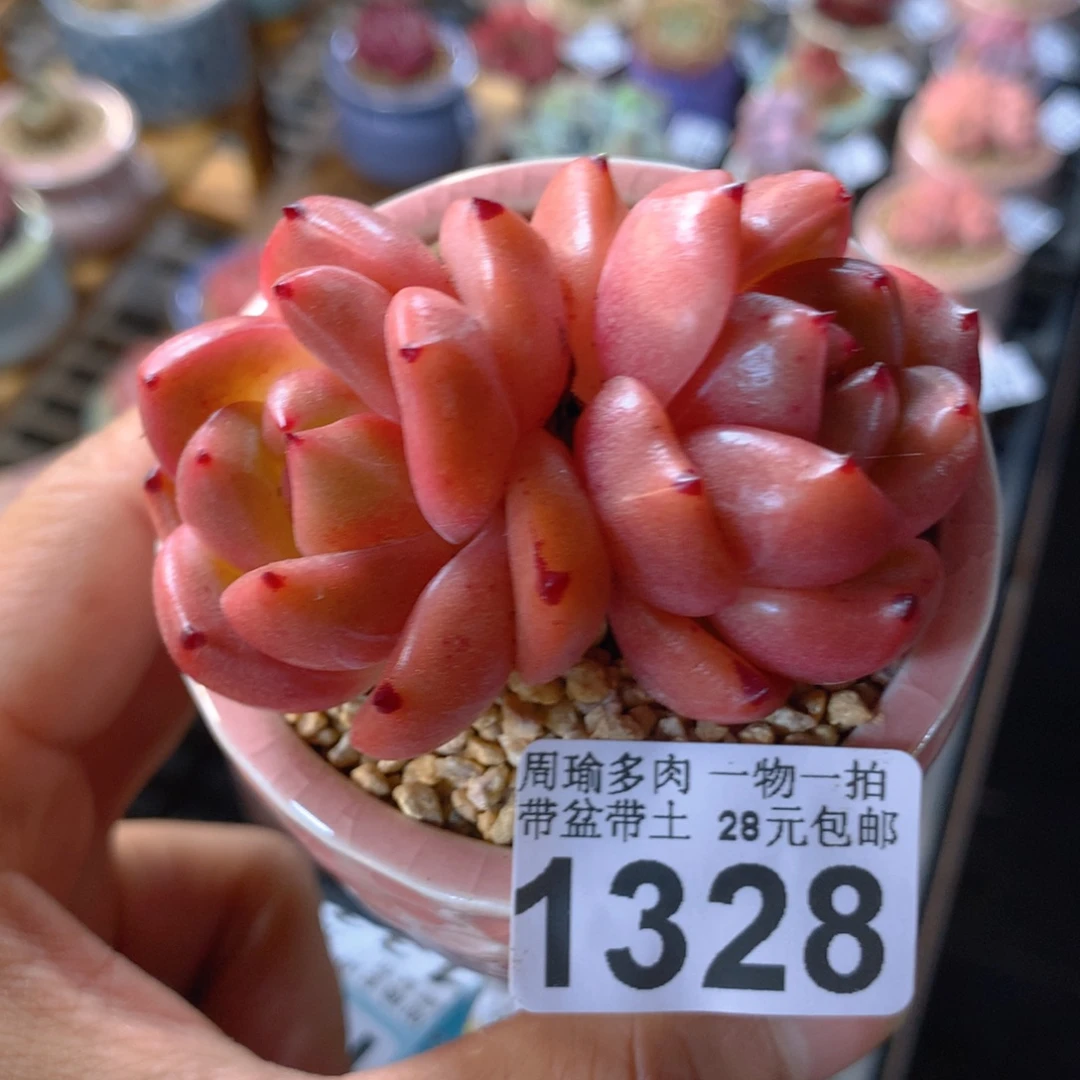 精控多肉植物1328