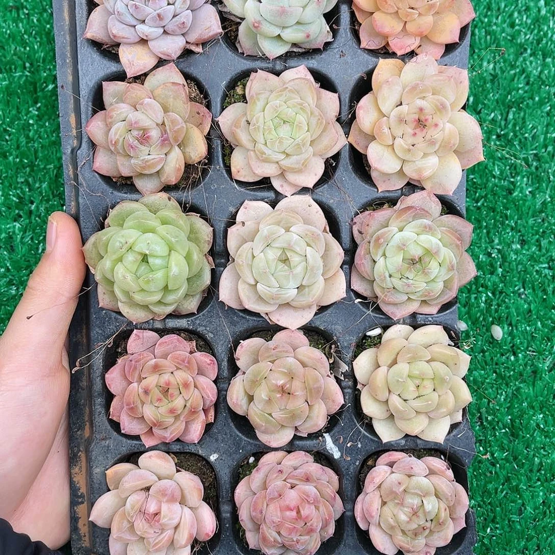 多肉一物一拍22-61