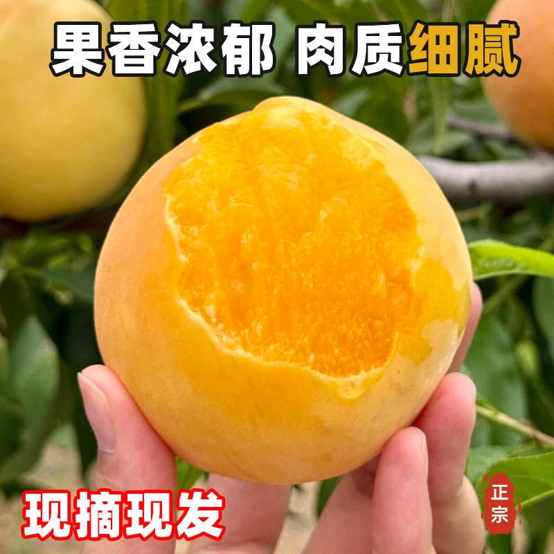 【净果五斤】正宗砀山黄桃现摘黄桃甜嫩多汁新鲜水果