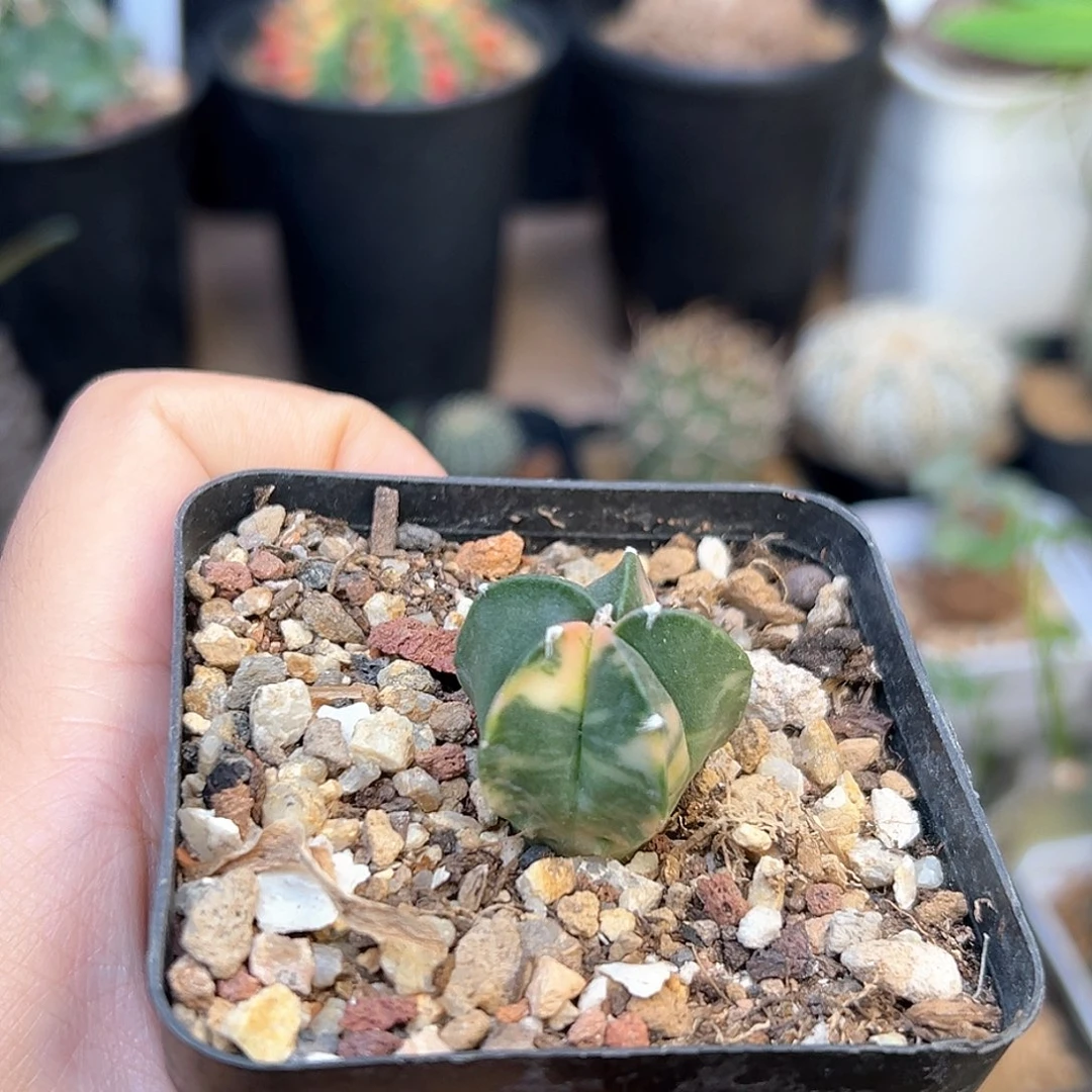 鸾凤玉锦实生球2.5cm