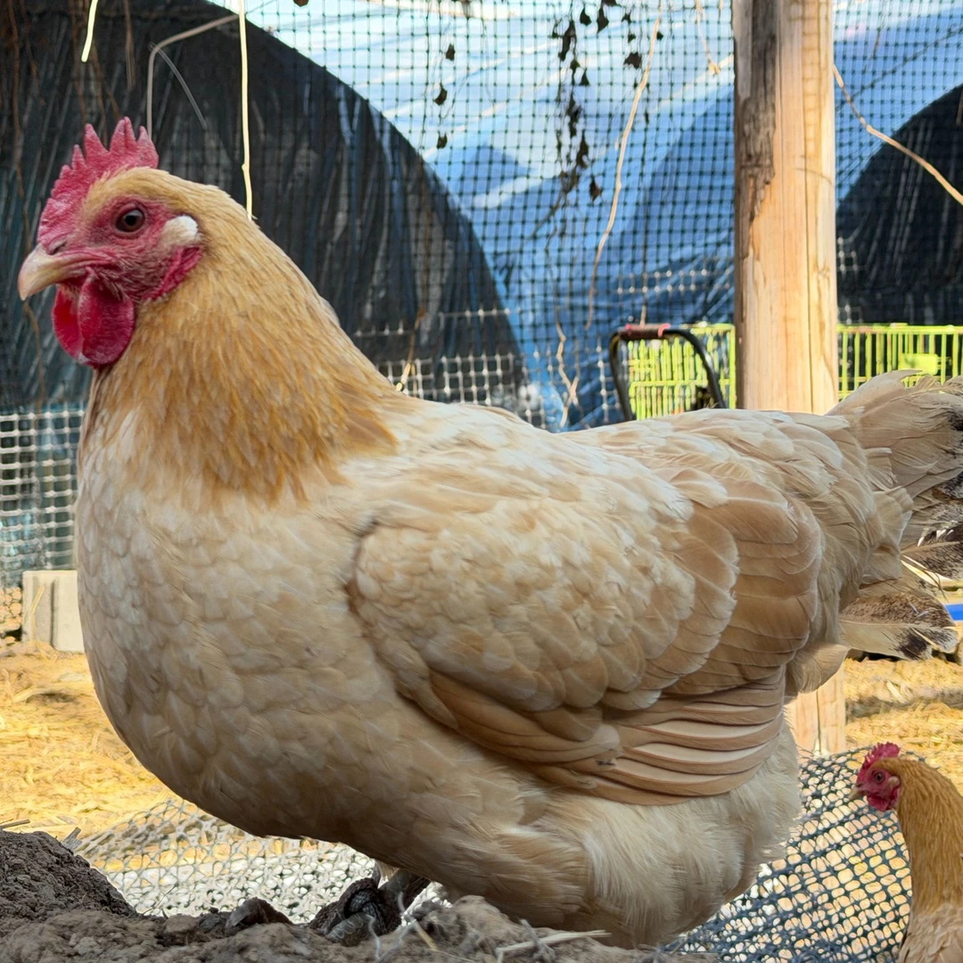 （一只装）奇哥苏北自家散养草母鸡，净重（2.5-3.5斤）顺丰冷链发货