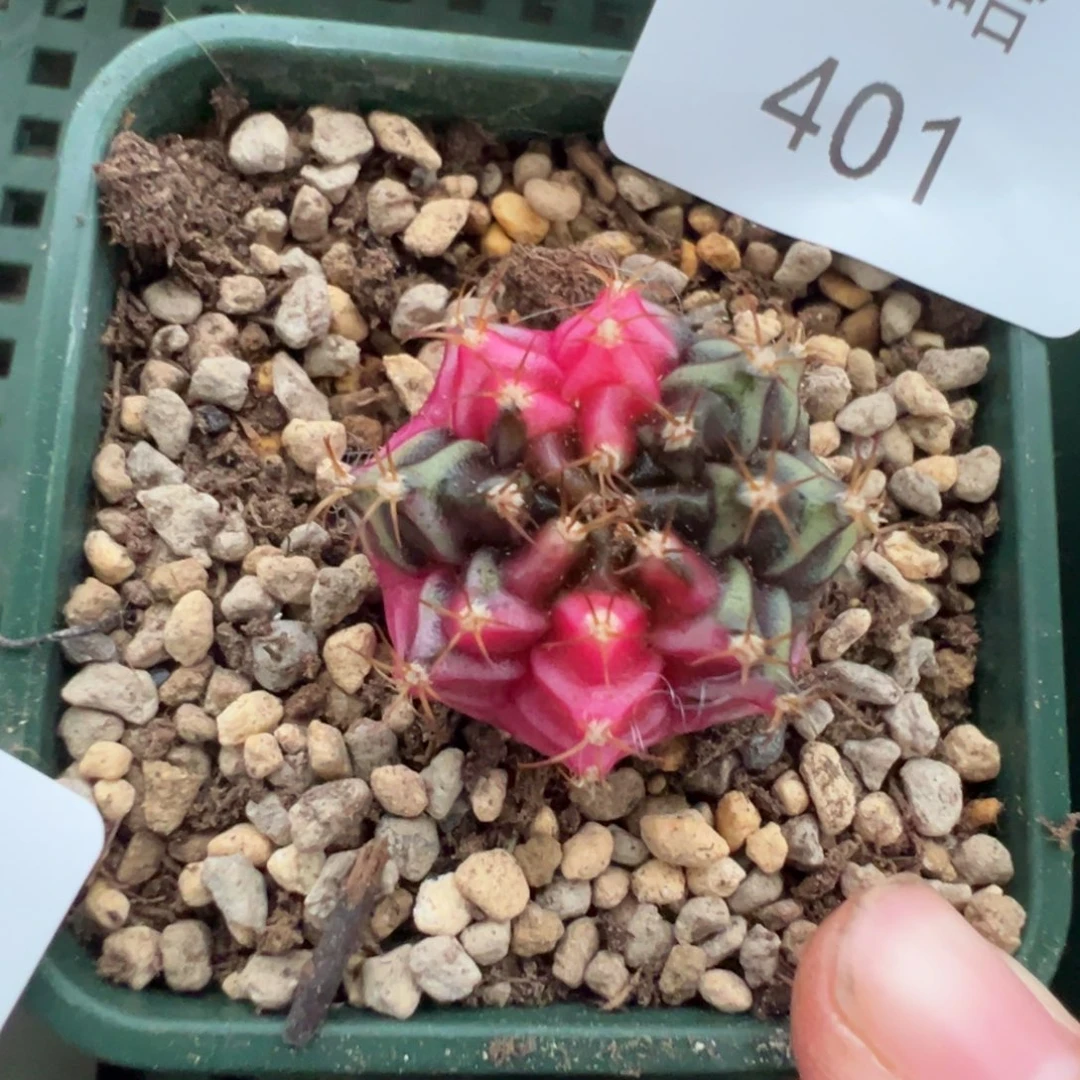401 好看的米哈冲冲冲