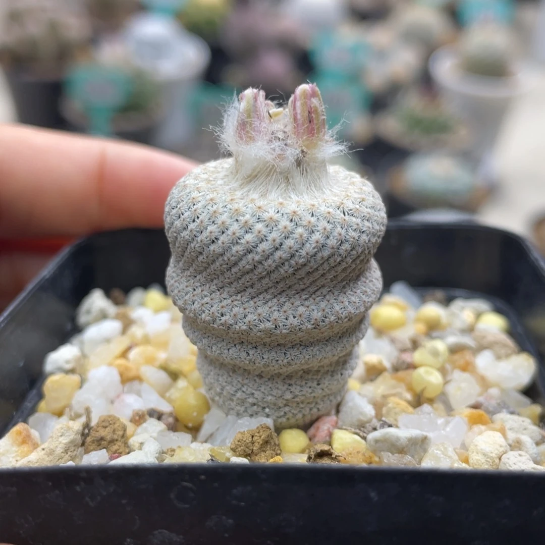 小人帽子       一物一拍