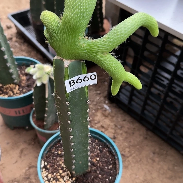 冰**洁嫁接青蛇缀化660