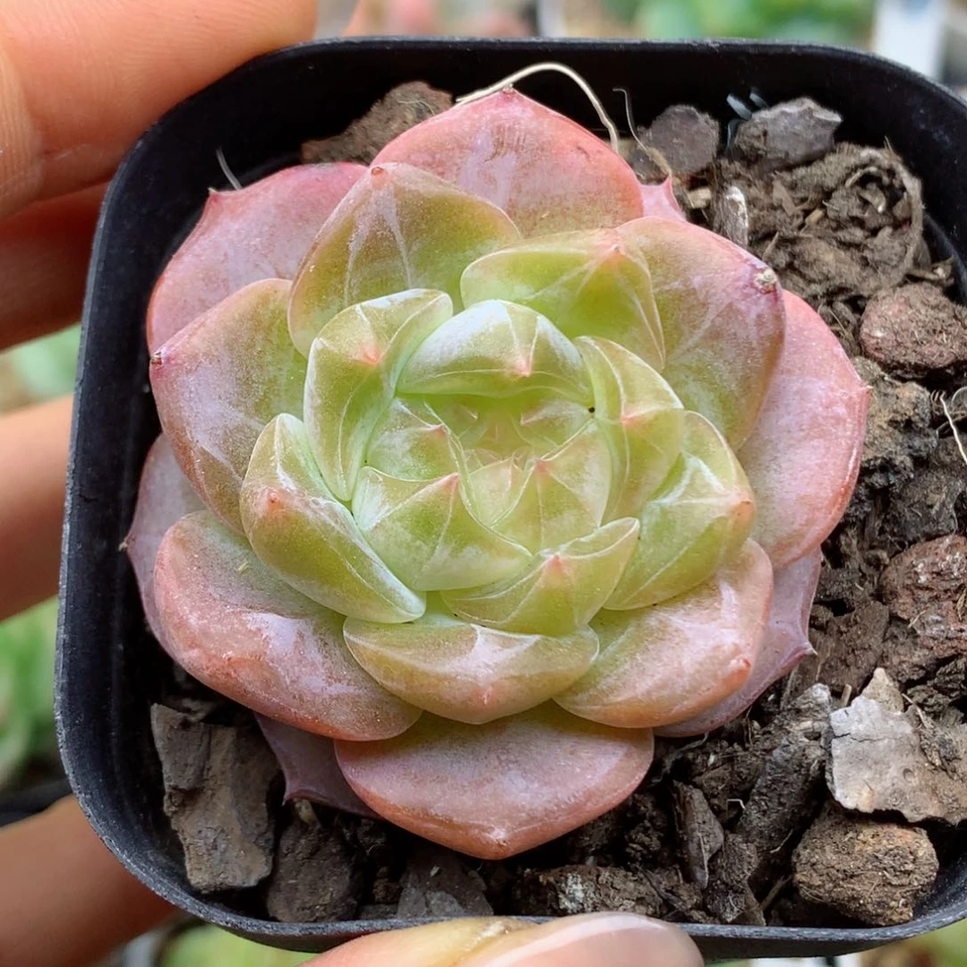 58包邮  群生不包整17