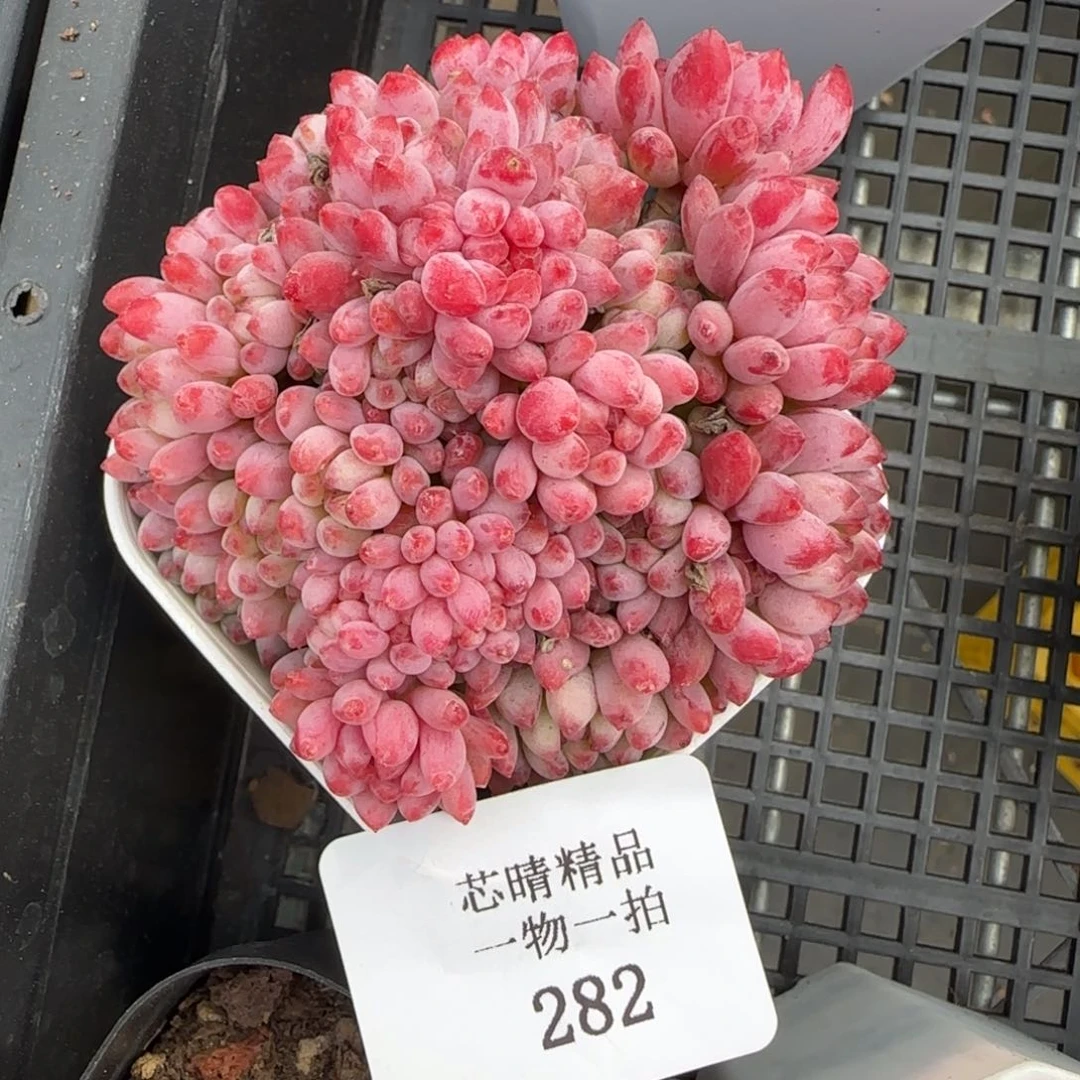 闪购精品多肉282号