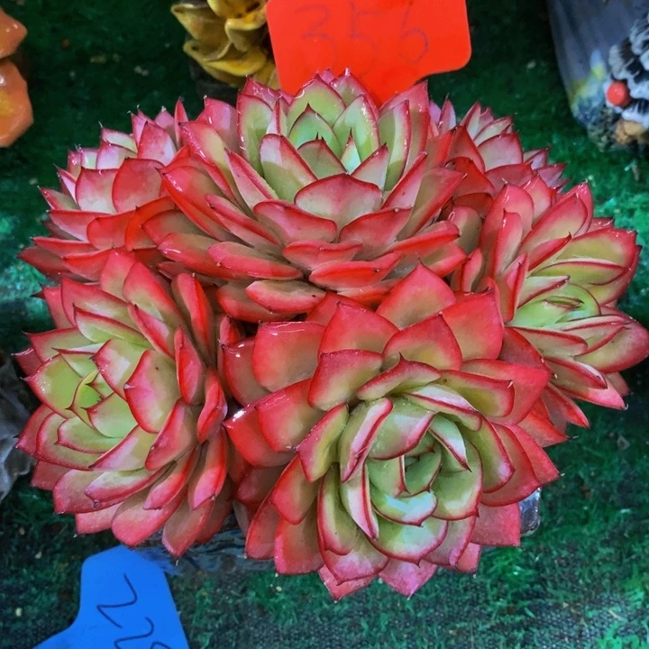 这个时候才开始准备了