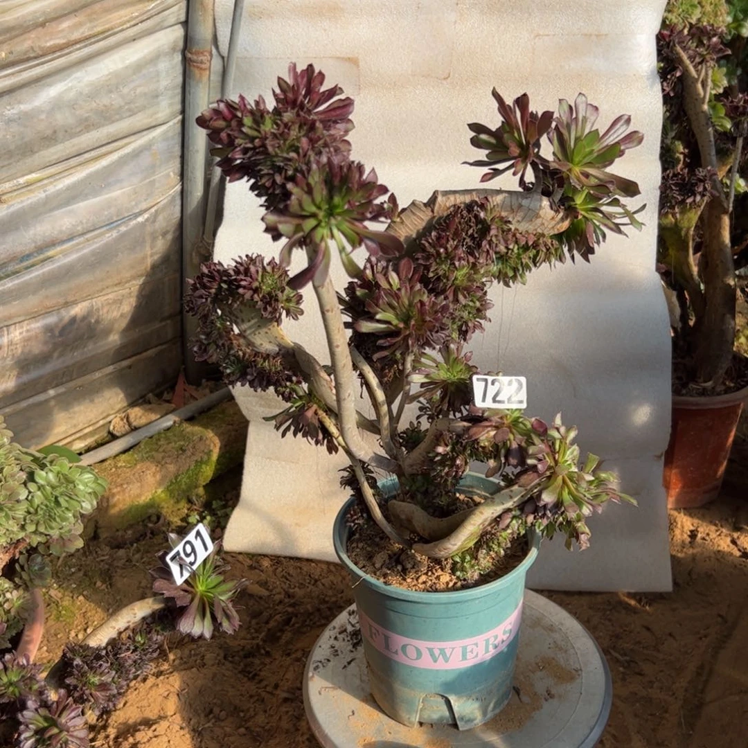 有伤黑缀722高度38厘米