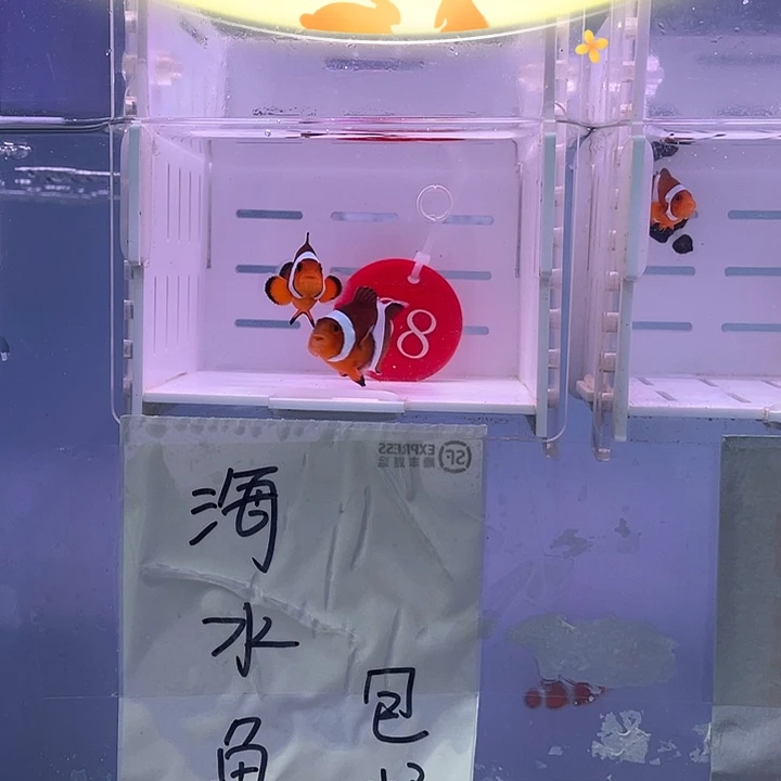 海水鱼精品黑边小丑鱼