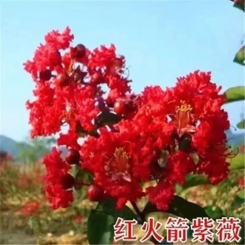 红火箭紫薇常年开花耐旱可用于庭院景观