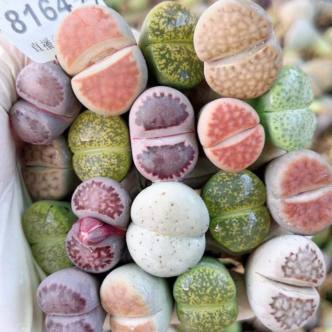 8164 好养易活生石花大母本18个