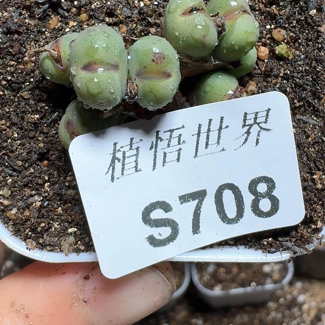 708号多肉植物哇c g