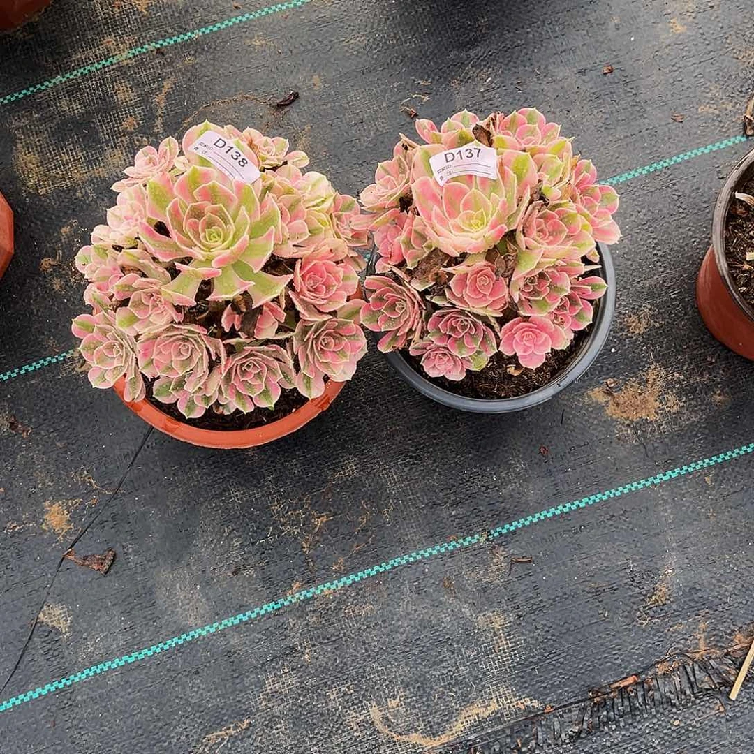 无花朵多肉植物137.138小颗