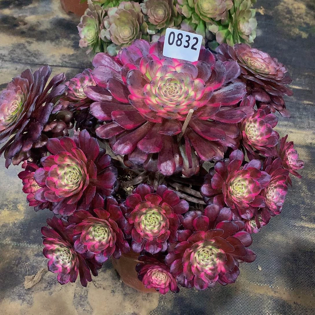 ?*A多肉红金刚.0832.0000000