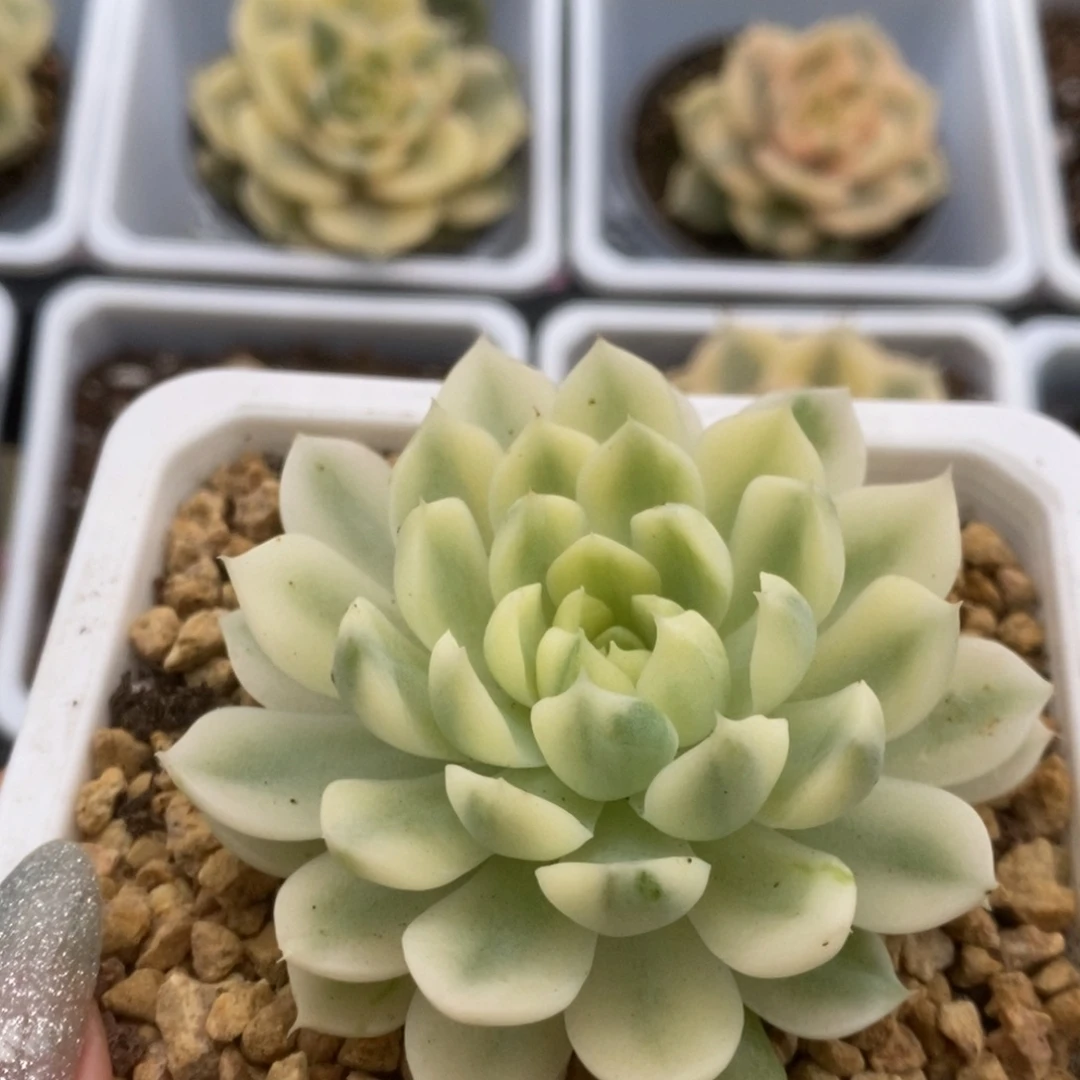 039月影精灵锦锦锦锦锦
